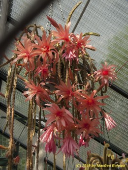 Aporocactus carolina 1949